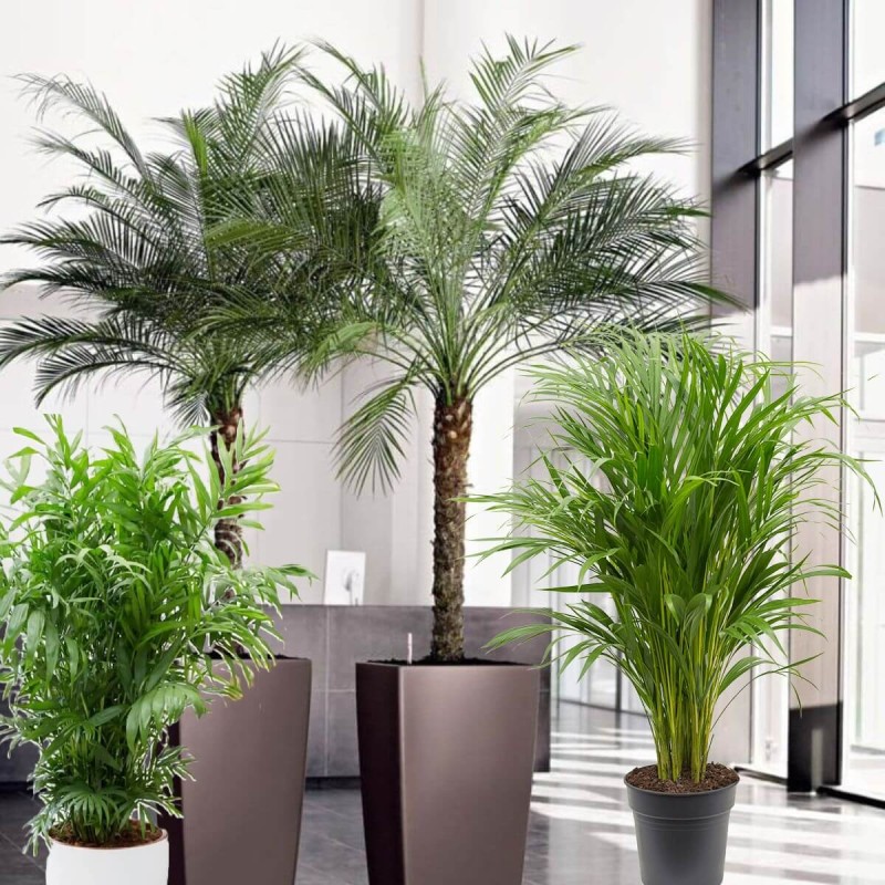 Palmy MIESZANKA 5 nasion (2).jpg