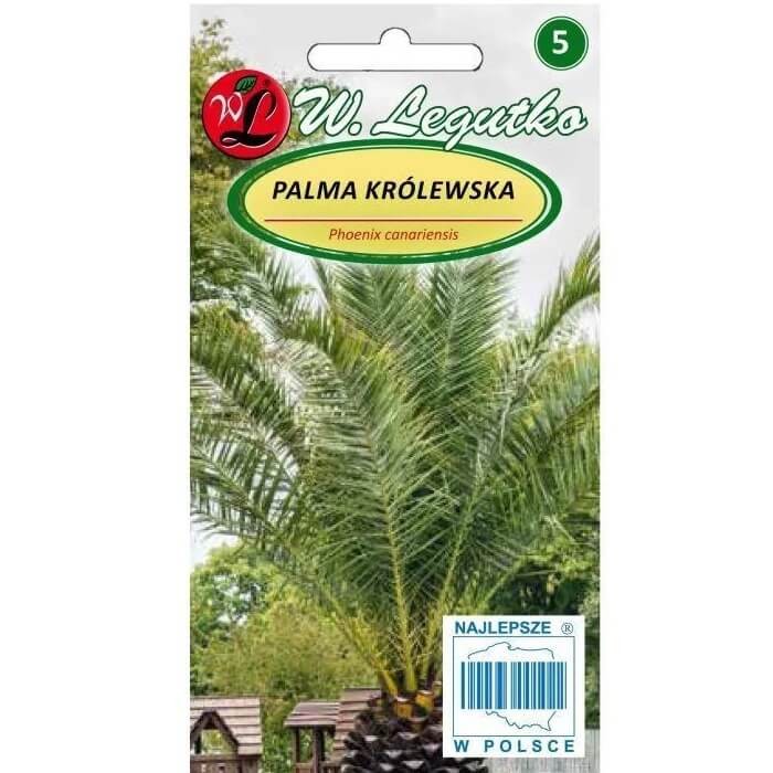 Palma Królewska daktylowiec (Phoenix canariensis) 5 nasion  (1).jpg