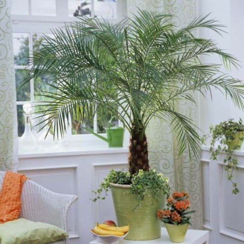 Palma Królewska daktylowiec 5 nasion