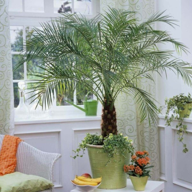 Palma Królewska daktylowiec (Phoenix canariensis) 5 nasion  (3).jpg