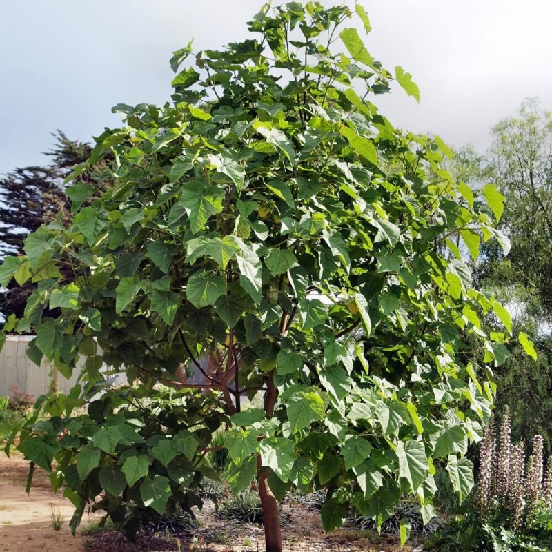 Paulownia Cesarskie Drzewko Szczęścia (Paulownia tomentosa) nasiona 0,1g (1).jpeg