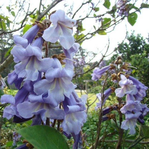 Paulownia Cesarskie Drzewko Szczęścia nasiona 0,1g