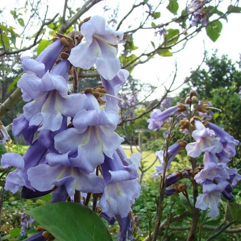 Paulownia Cesarskie Drzewko Szczęścia (Paulownia tomentosa) nasiona 0,1g (1).jpg
