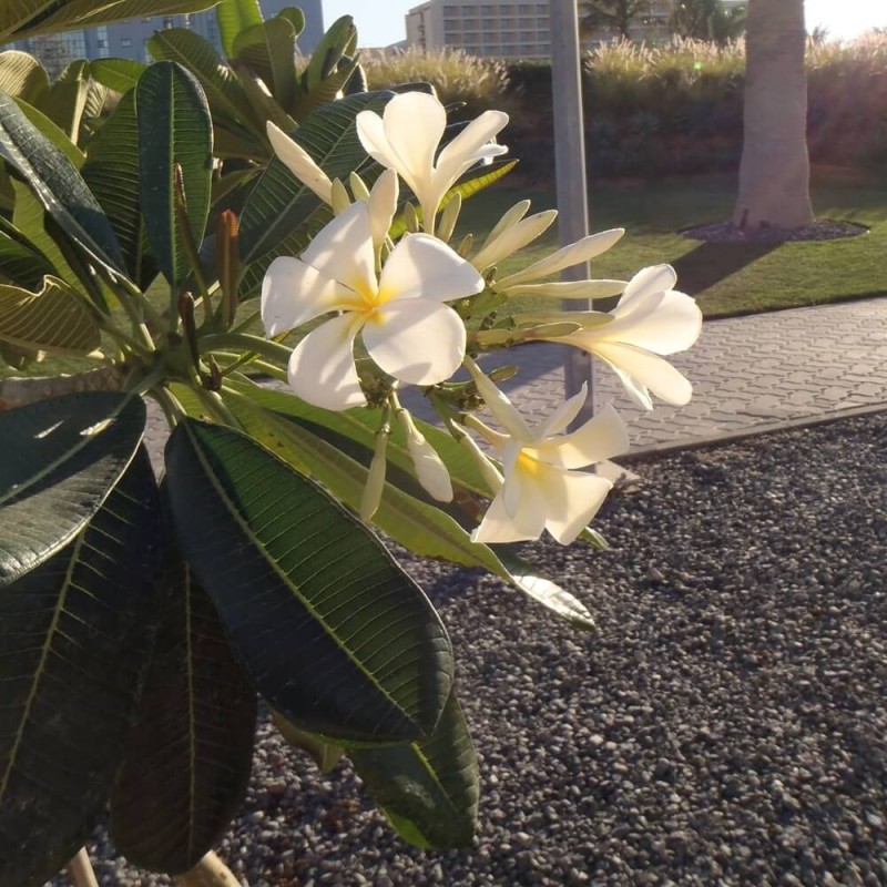 Plumeria Hawajskie Kwiaty nasiona (1).jpg