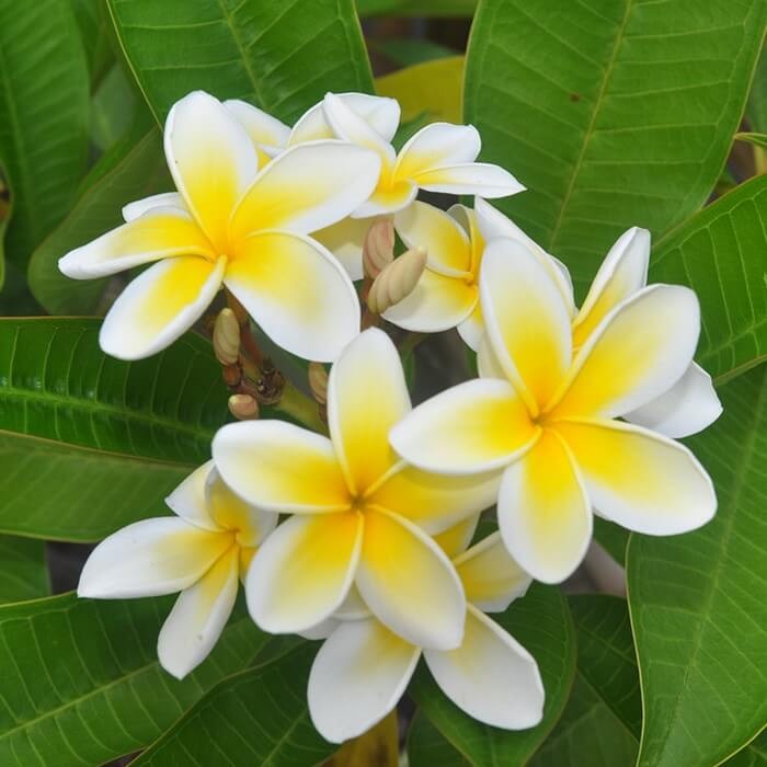 Plumeria Hawajskie Kwiaty nasiona (2).jpg