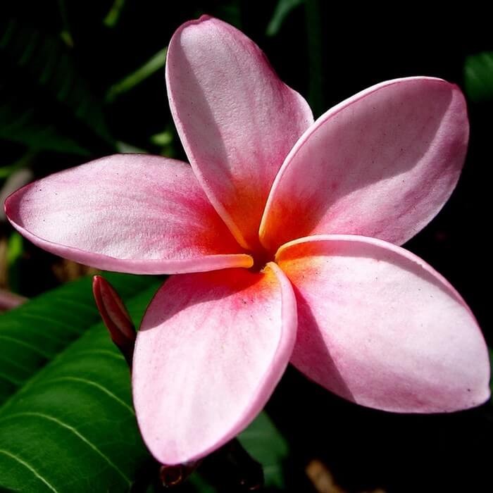 Plumeria Hawajskie Kwiaty nasiona (3).jpg