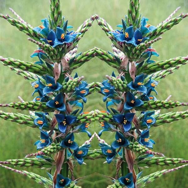 Puya Niebieska Metaliczny Kwiat (Puya berteroniana) (1).jpg