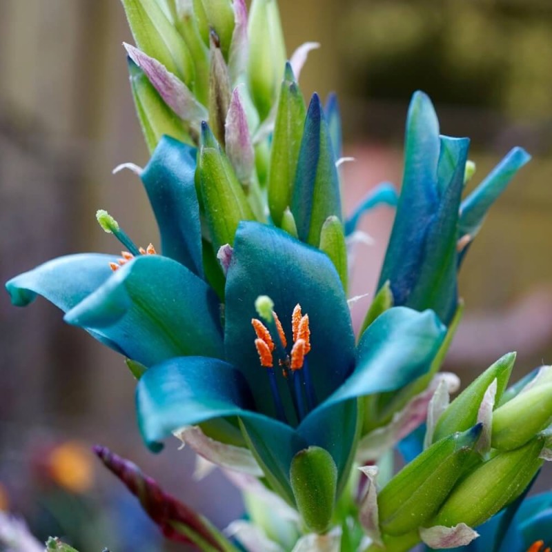 Puya Niebieska Metaliczny Kwiat (Puya berteroniana) (2).jpg