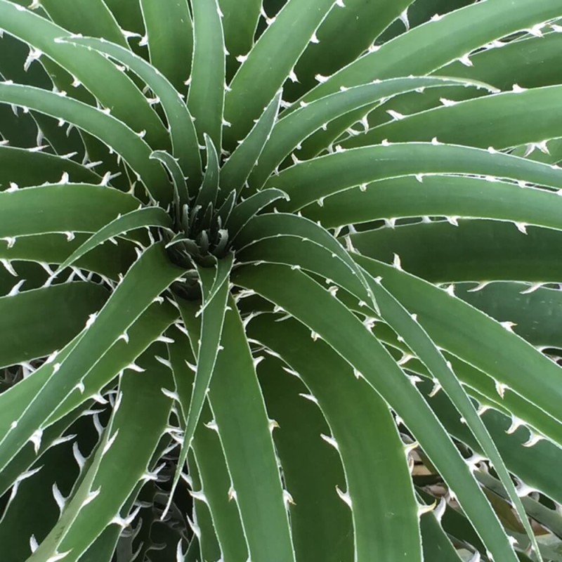 Puya żółta (Puya chilensis) nasiona (1).jpg