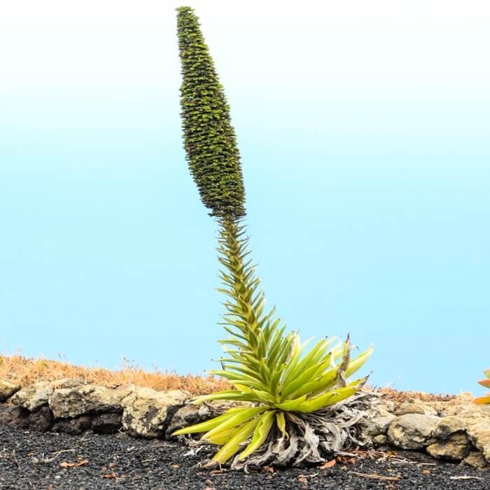 Puya żółta (Puya chilensis) nasiona (2).jpg