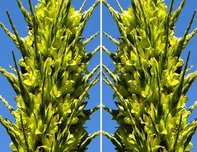 Puya żółta (Puya chilensis) nasiona (3).jpg