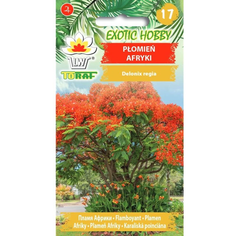 Płomień Afryki Wianowłostka królewska (Delonix regia) 5szt (1).jpg