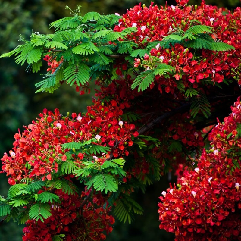 Płomień Afryki Wianowłostka królewska (Delonix regia) 5szt (2).jpg