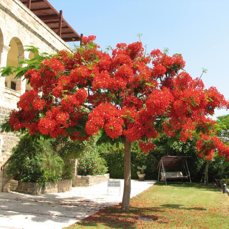 Płomień Afryki Wianowłostka królewska (Delonix regia) 5szt (3).JPG