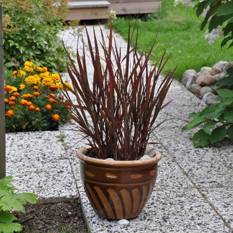 Ryż ozdobny Black Madras (Oryza sativa) nasiona 1g (1).jpg