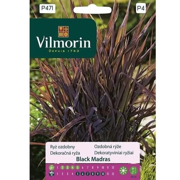 Ryż ozdobny Black Madras (Oryza sativa) nasiona 1g (2).jpg