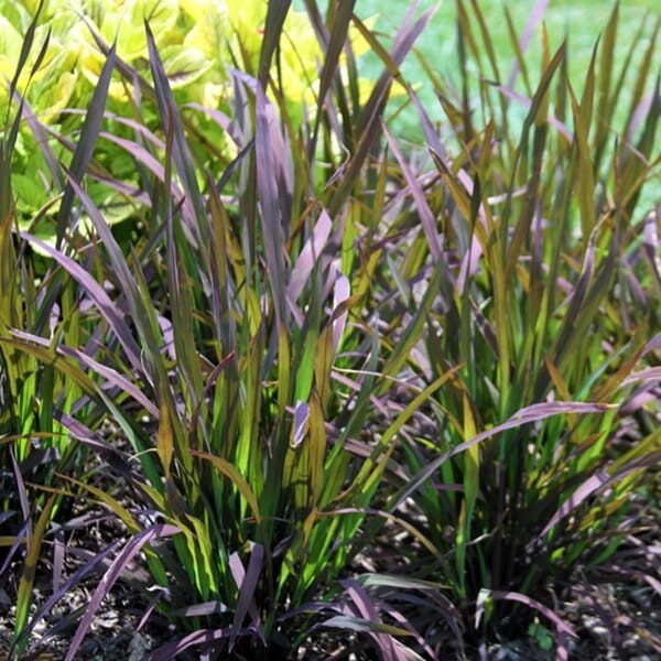 Ryż ozdobny Black Madras (Oryza sativa) nasiona 1g (3).jpg