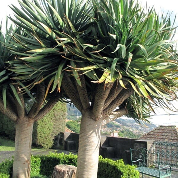 Smocze Drzewo (Dracena Draco) nasiona 5szt (2).jpg