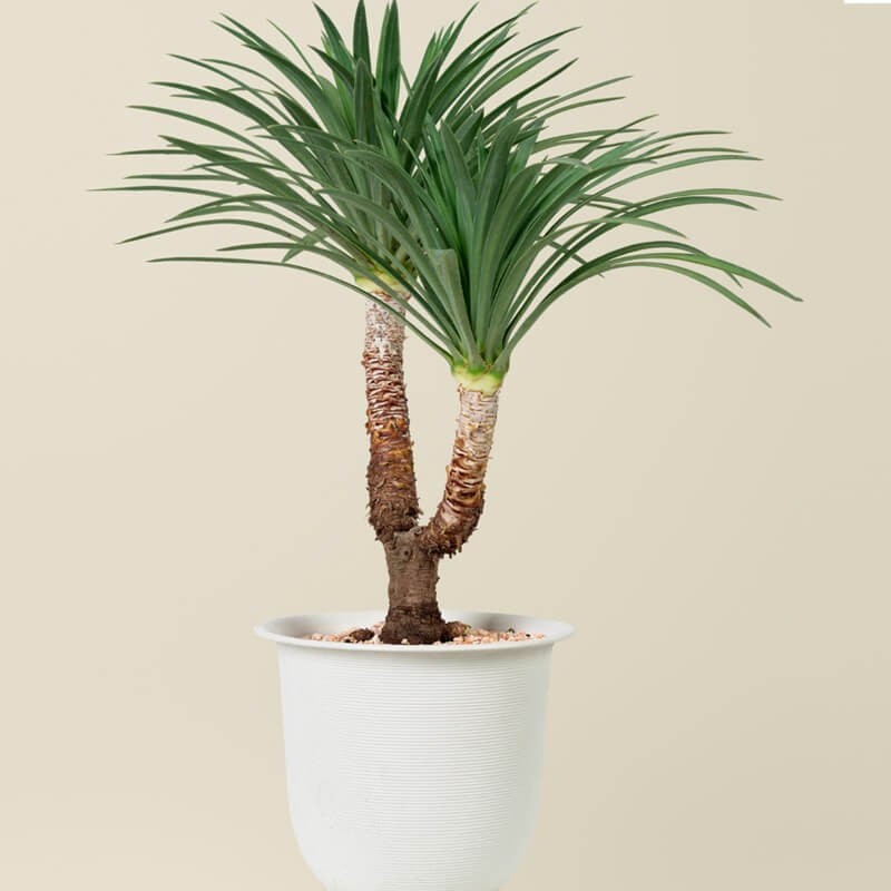Smocze Drzewo (Dracena Draco) nasiona 5szt (3).jpg