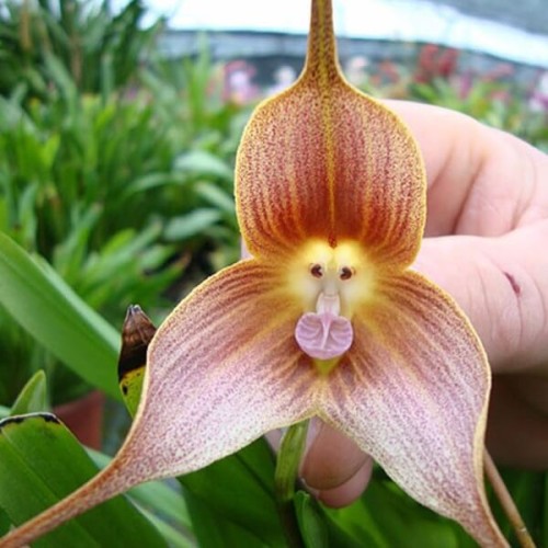 Storczyk Drakula Małpia Mordka