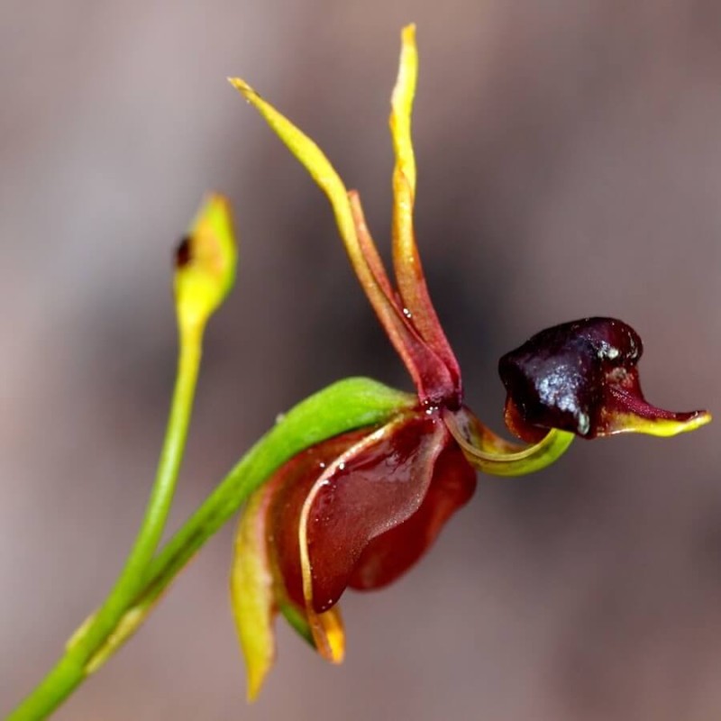 Storczyk Fruwająca Kaczka (Caleana majora) nasiona (1).jpg