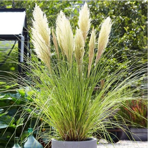 Trawa pampasowa biała 0,1g