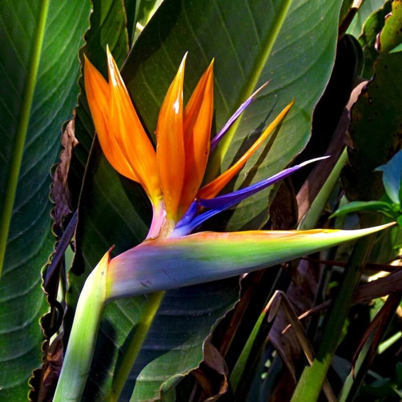 Strelicja Rajski Ptak (Strelitzia reginae) nasiona - 5sz (1).jpg