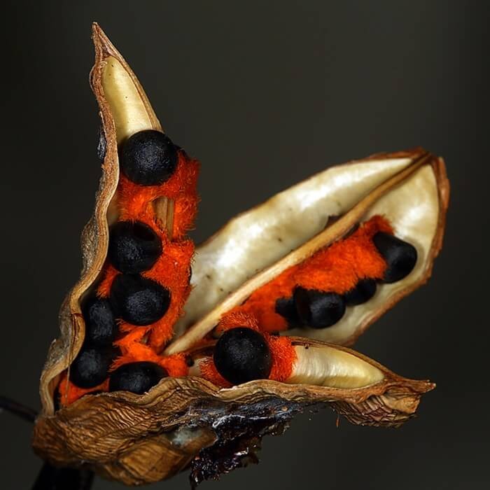 Strelicja Rajski Ptak (Strelitzia reginae) nasiona - 5sz (3).jpg