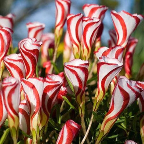 Szczawik roślina jak lizak nasiona