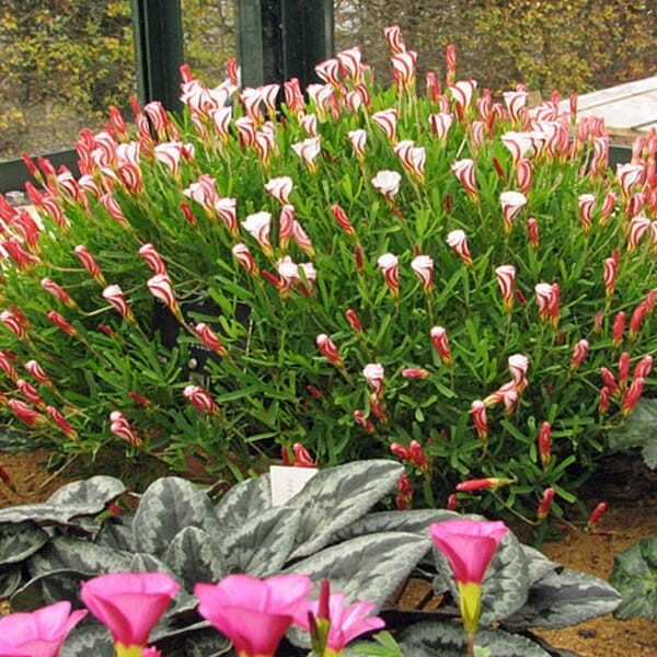 Szczawik OXALIS VERSICOLOR roślina jak lizak (2).jpg