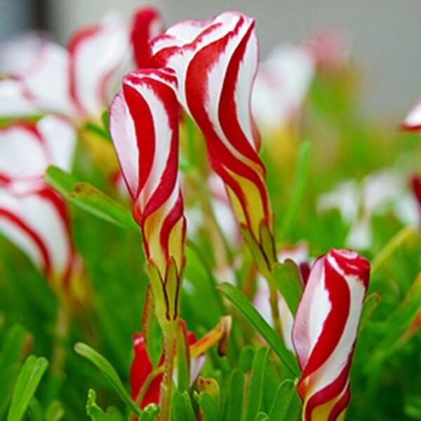 Szczawik OXALIS VERSICOLOR roślina jak lizak (3).jpg