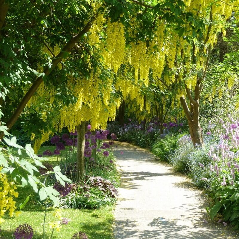 Złotokap (Laburnum watereri) nasiona (1).jpg