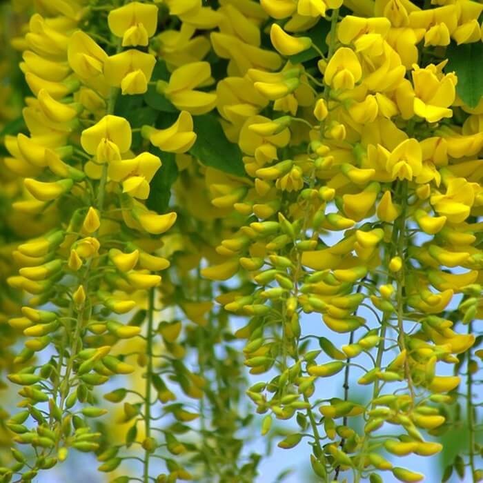Złotokap (Laburnum watereri) nasiona (2).jpg