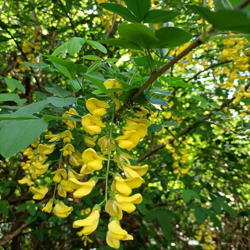 Złotokap (Laburnum watereri) nasiona (3).jpg