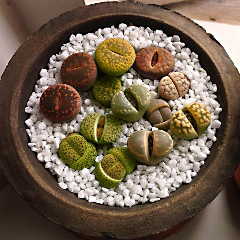 Żywe Kamienie, mieszanka gatunków (Lithops) 20 nasion (2).jpg