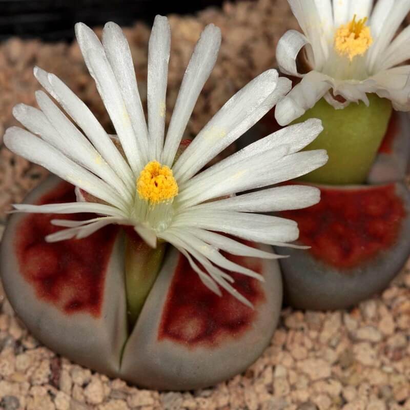 Żywe Kamienie, mieszanka gatunków (Lithops) 20 nasion (3).jpg