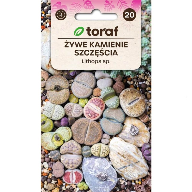 Żywe Kamienie, mieszanka gatunków (Lithops) 20 nasion (1).jpg
