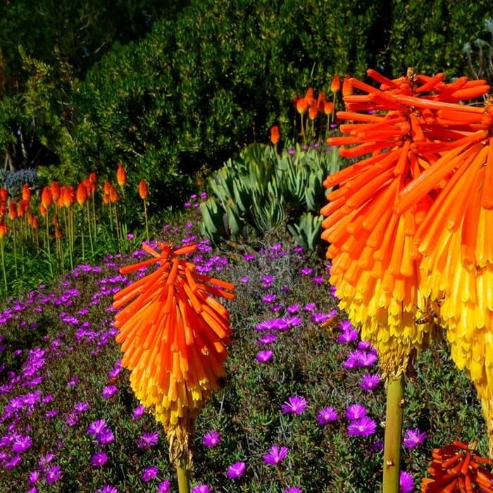 Trytoma Płonąca Pochodnia (Kniphofia uvaria) nasiona 0,2g (1).jpg