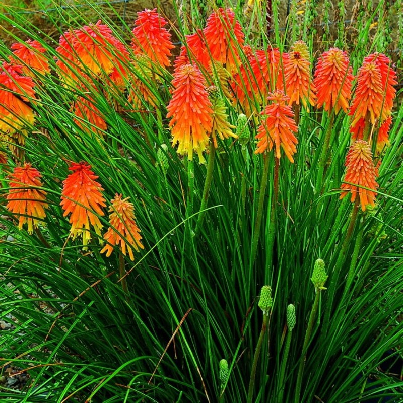 Trytoma Płonąca Pochodnia (Kniphofia uvaria) nasiona 0,2g (2).jpg