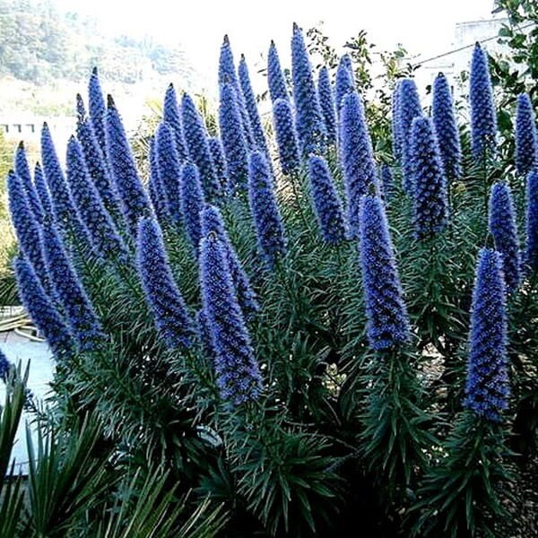 Żmijowiec Szmaragdowy (Echium candicans) nasiona (1).jpg