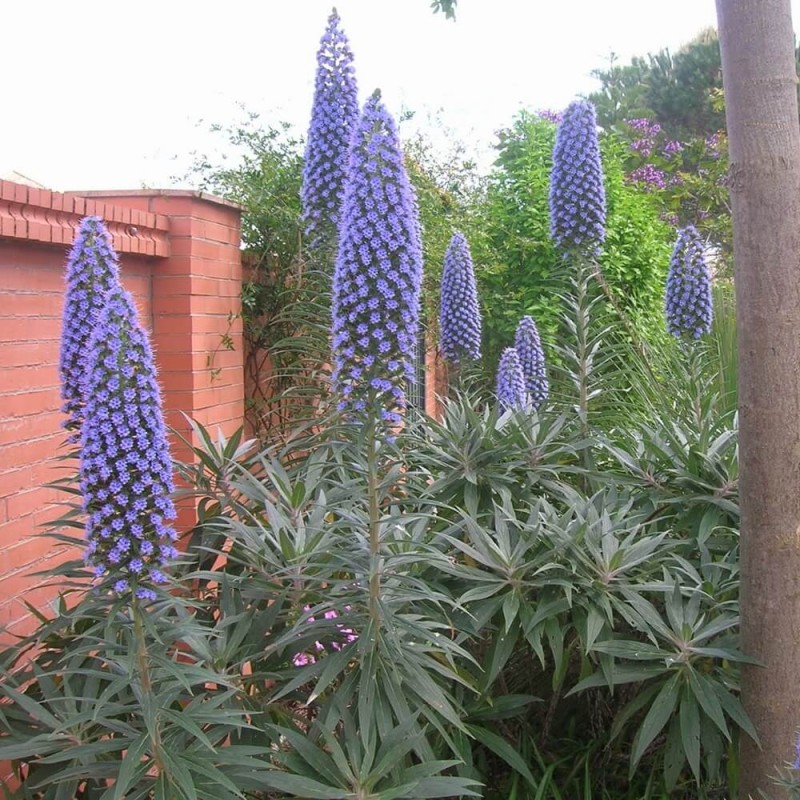 Żmijowiec Szmaragdowy (Echium candicans) nasiona (2).JPG