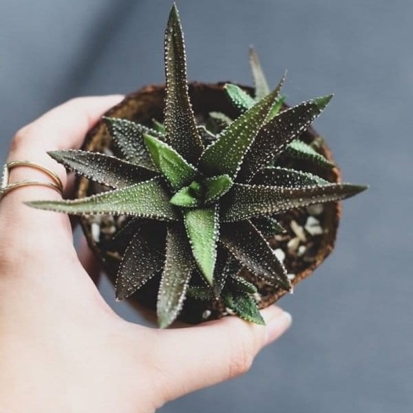 jak wyglądają rośliny w doniczkach torfowych?