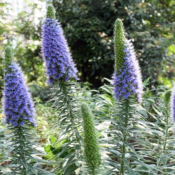 Żmijowiec Szmaragdowy (Echium candicans) nasiona (3).jpg