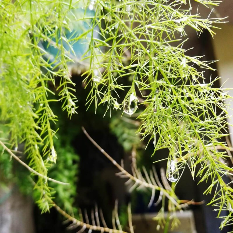 Asparagus ozdobny (Asparagus sprengerii) 0,5g (1).jpg