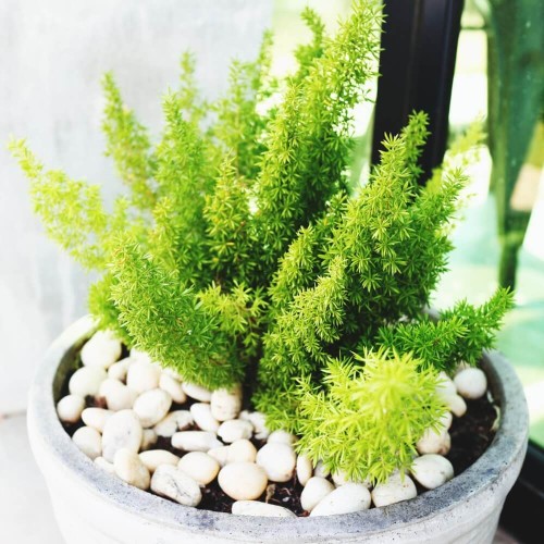 Asparagus ozdobny nasiona 0,5g