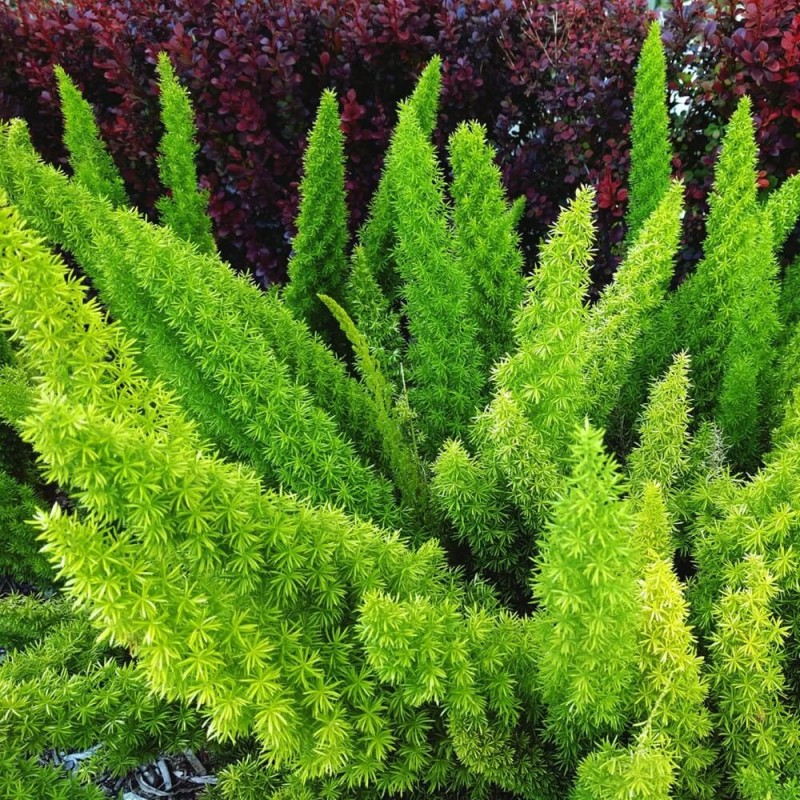 Asparagus ozdobny (Asparagus sprengerii) 0,5g (4).jpg