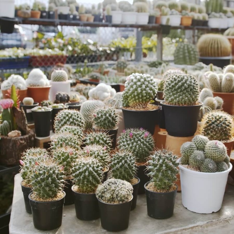 kaktusy mieszanka (Cactaceae spp.) nasiona 0,2g (1).jpg