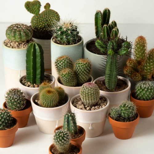 Kaktusy mieszanka nasiona 0,2g