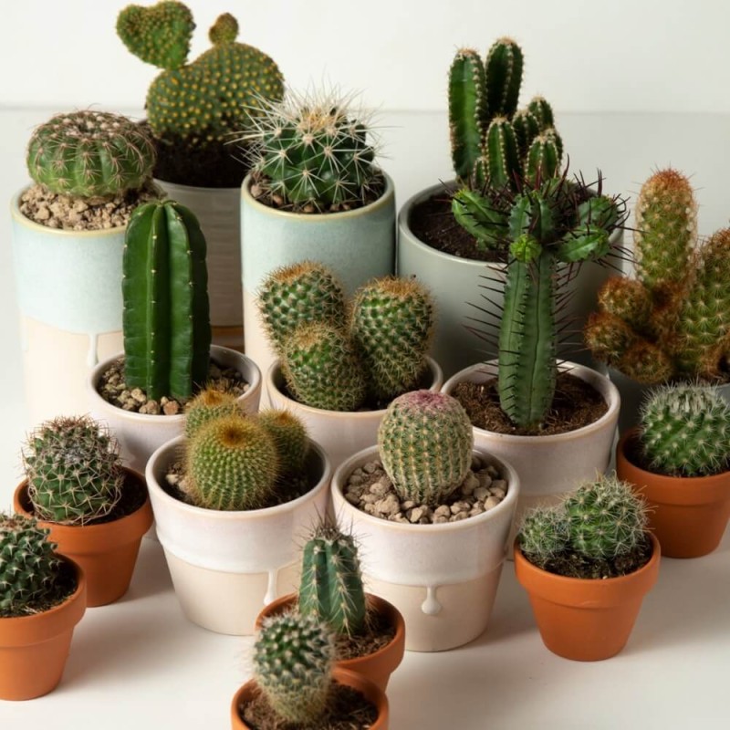 kaktusy mieszanka (Cactaceae spp.) nasiona 0,2g (2).jpg