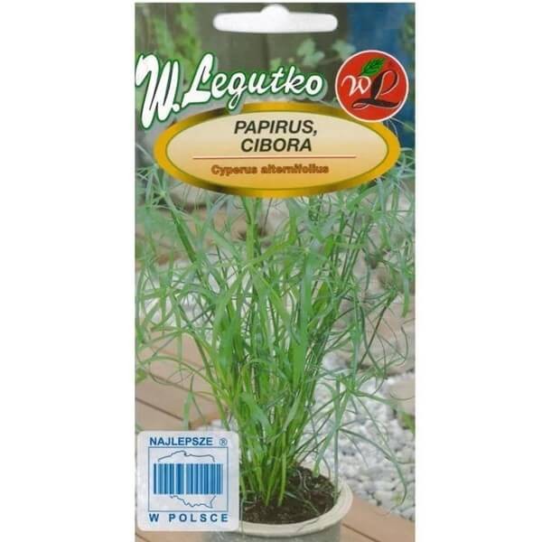 Papirus zielony, Cibora (Cyperus alternifolius) 0,01g (1).jpg